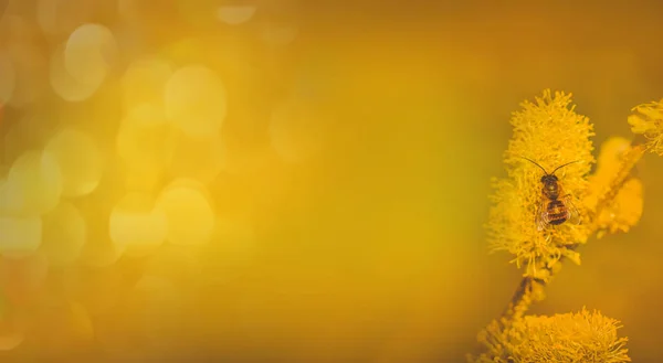 Размытый желтый фон с веткой киски-ивы с копировальным пространством — стоковое фото