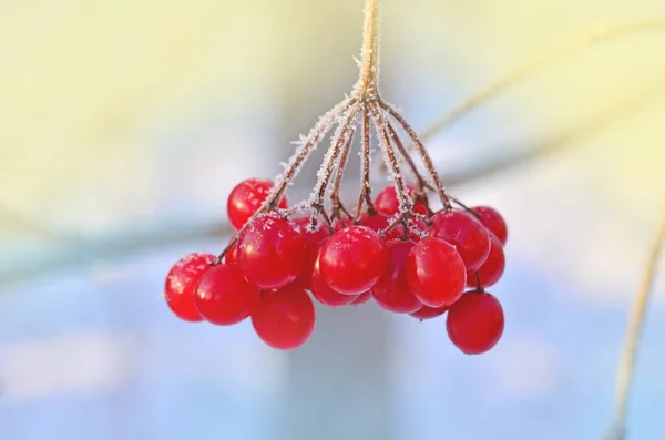 Зимняя замороженная вибурнум. Красные ягоды Вибурнума . — стоковое фото