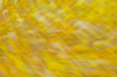 Düşen sonbahar yaprakları hareket arka plan bulanık