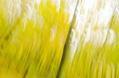 Bokeh arka plan bulanık yeşil yaprakları