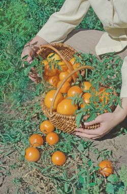 Taze hasat sarı domates