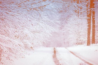Kışın donmuş sıcak karlı park.