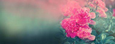 Zavallı çiçek afiş. Pembe peony çiçek açan