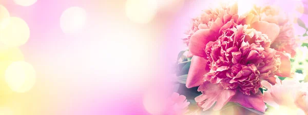 Torfblumen-Banner. blühende rosa Pfingstrose — Stockfoto