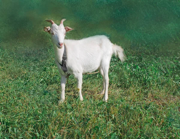 Gros plan Jeune chèvre blanche dans une ferme dans un pré — Photo