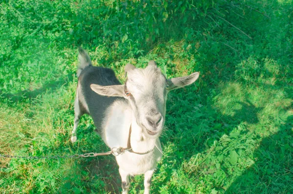 白山羊在田里吃草 — 图库照片