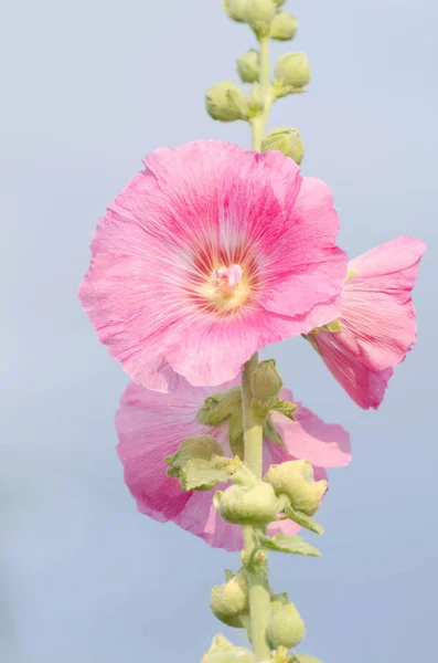 Рожевий голіхок цвіте. Ріст рожевої роси Alcea — стокове фото