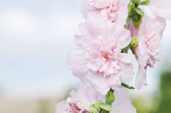 stock image Terry mallow garden plant