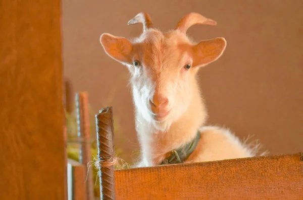 Goat breeding farm. Portrait of white goat. — Stock Photo, Image