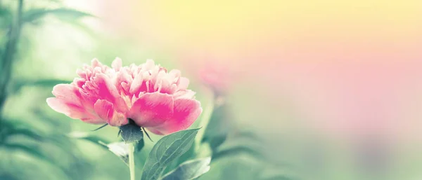 Blooming red peony banner.