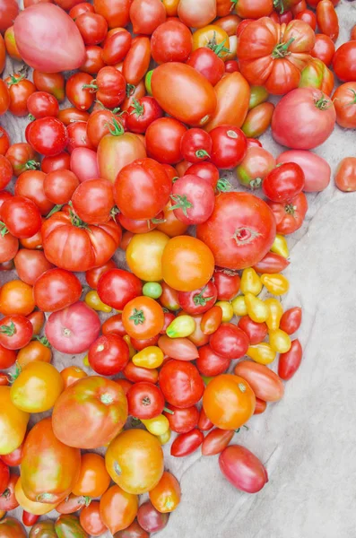 Mercado de aldeia tomates coloridos. Grupo de tomates de mistura — Fotografia de Stock