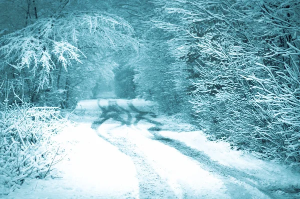Lesní cesta pokrytá sněhem. Kouzelné zasněžené silnice — Stock fotografie