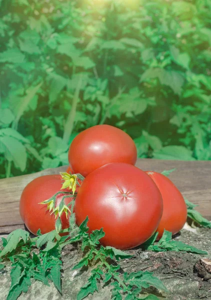 Fresh red tomatoes on wooden background. — Stock Photo, Image