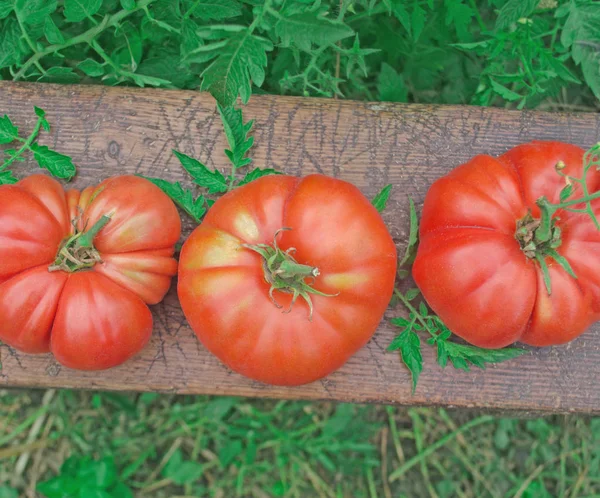 Φρέσκες ντομάτες κόκκινο σε παλιά ρουστίκ ξύλινα φόντο σε εξωτερικούς χώρους. — Φωτογραφία Αρχείου