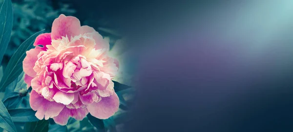 Banner de flores de peón. Peonía rosa floreciente —  Fotos de Stock