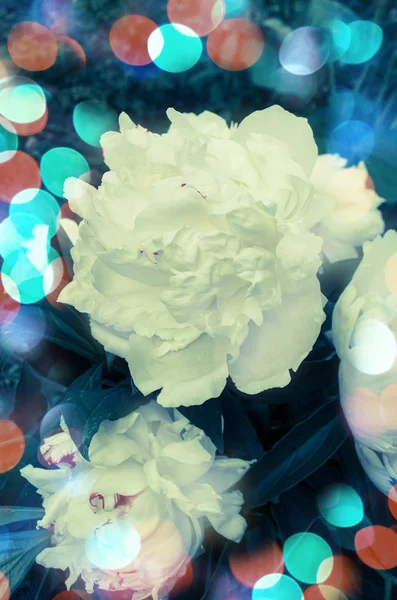 Flor de peonía blanca —  Fotos de Stock