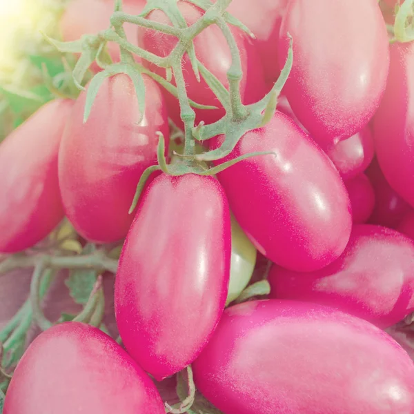 Tomates largos rosados. Tomate largo fresco . —  Fotos de Stock