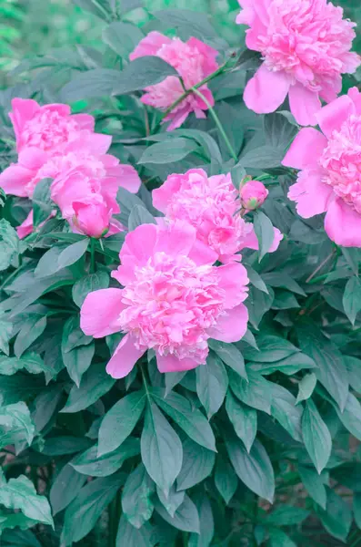 Roze pioenrozen in de tuin — Stockfoto
