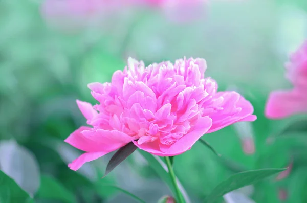 ヴィンテージ ピンク牡丹庭園。夏の花牡丹 — ストック写真