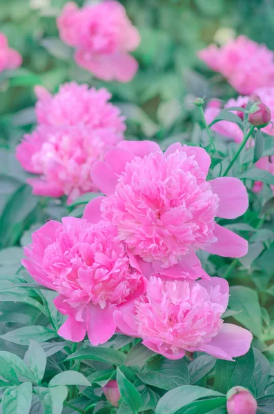 Peonies lovely background. Beautiful pink peonies. — Stock Photo, Image