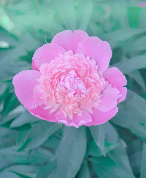 Peonías rosadas en el jardín —  Fotos de Stock