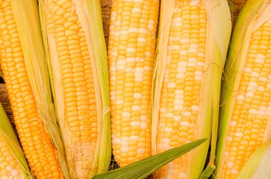 Olgun mısır koçanı rustik tablo üzerinde