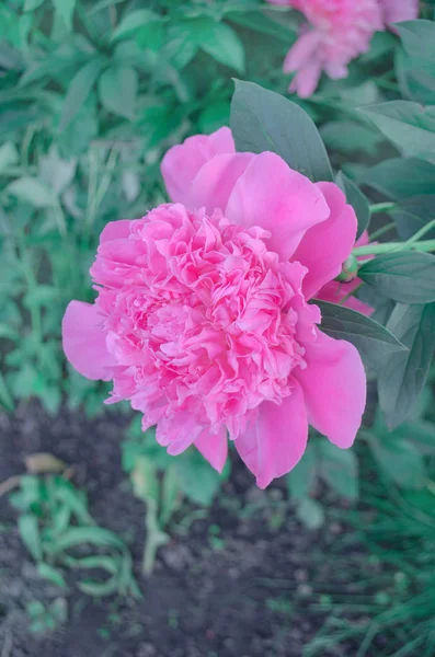 Mooie bloeiende peony — Stockfoto