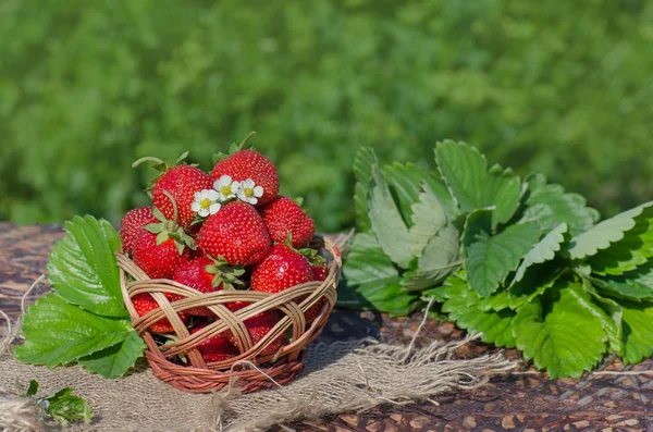 Căpșuni cu frunze verzi într-un coș de răchită — Fotografie, imagine de stoc