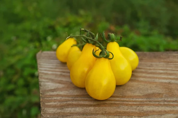 Органічний жовтий грушевий помідор. Томат називається жовтою крапкою — стокове фото