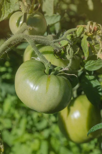 Odla tomater för kommersiella ändamål. Kommersiell tomatindustri. Gröna omogna tomater växer — Stockfoto