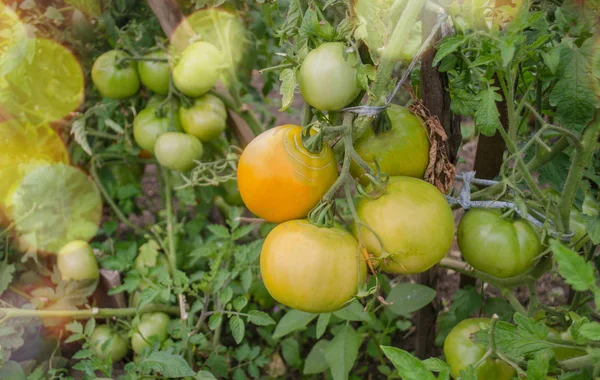 为商业目的种植西红柿。商业番茄产业。未成熟的绿色西红柿生长 — 图库照片