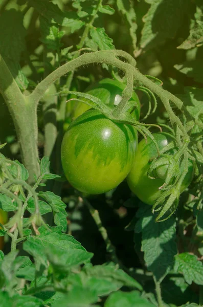 Die kommerzielle Tomatenproduktion wächst. grüne unreife Tomaten — Stockfoto