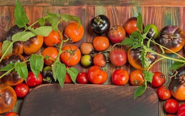 Verschillende soorten tomaten close-up gesorteerd. Rode en gele tomaten — Stockfoto