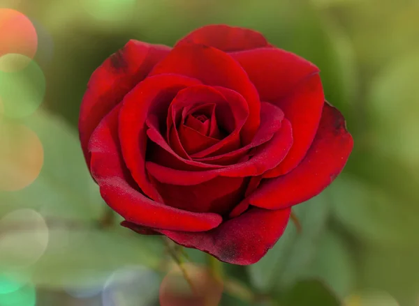 Φροντίδα τριαντάφυλλων, επιλογή, φύτευση. Κόκκινα τριαντάφυλλα στο τοπίο μεγαλώνουν — Φωτογραφία Αρχείου
