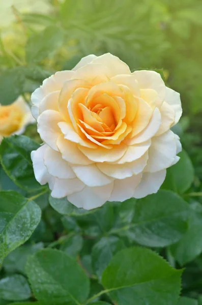 Las rosas se cultivan en un invernadero moderno sin el uso de herbicidas — Foto de Stock