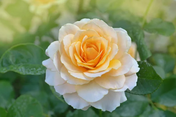Rosa amarilla grande sana sin enfermedad. Rosa con hojas verdes — Foto de Stock