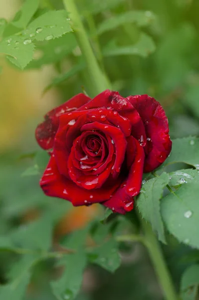 Cuidado de rosas, selección, plantación. Rosas rojas en el paisaje crecen — Foto de Stock