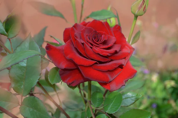 Escolhendo as melhores rosas para buquês florais. Linda rosa vermelha no jardim em plena floração — Fotografia de Stock