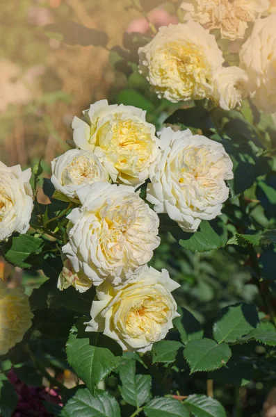 Rosa amarilla grande sana sin enfermedad. Rosa con hojas verdes — Foto de Stock