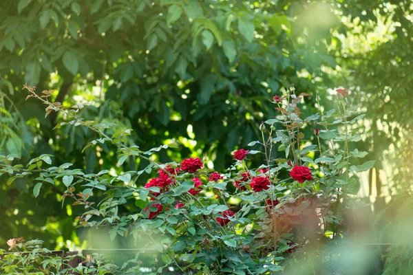 Roses care, selection, planting. Red roses in landscape grow