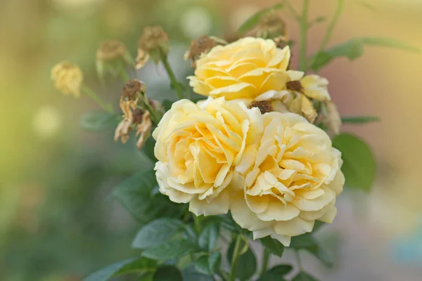 Rosa amarilla con hojas verdes —  Fotos de Stock