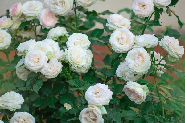 Rosas rosadas y blancas florecen en un jardín tropical. Rosa rosa con verde en fondo colorido jardín . — Foto de Stock