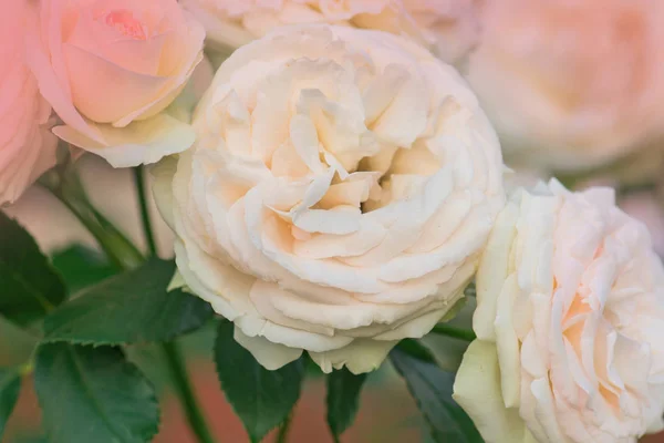 Rosas rosadas y blancas florecen en un jardín tropical. Rosa rosa con verde en fondo colorido jardín . —  Fotos de Stock