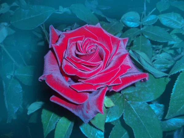 Features of growing roses in the garden. Growing healthy red roses — 스톡 사진