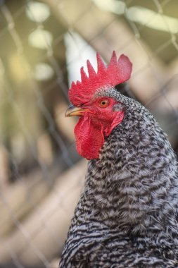 Pockmarked rooster bird close up. Portrait speckled rooster. clipart
