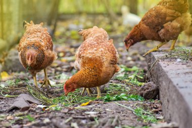 Bedava horoz ve tavuklar çiftlikte yer. Tavuklar mısır yiyor.