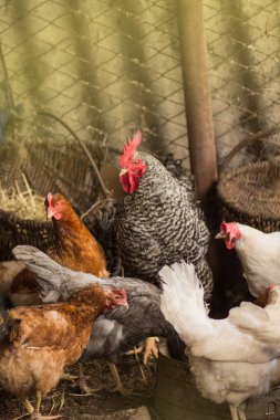Biyolojik tavuklar çiftlikte. Tavuk kümeste..