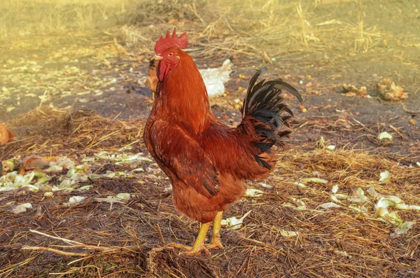 Polla marrón al aire libre. Retrato de polla en granja —  Fotos de Stock