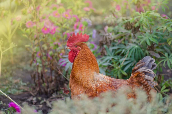 Galo da cabeça vermelha perto do jardim. Retrato de um pau marrom — Fotografia de Stock