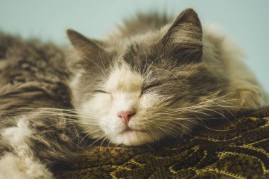 Gri kabarık kedi. Evde sevimli kedi.